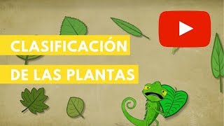 Clasificación de las plantas  Camaleón [upl. by Anitteb86]