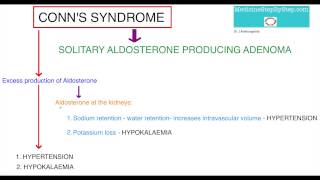 Understanding Conns Syndrome [upl. by Llerdna]