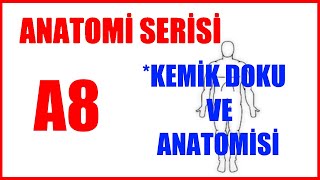 Kemik Doku ve Anatomisi A8 Anatomi Serisi [upl. by Jephum]