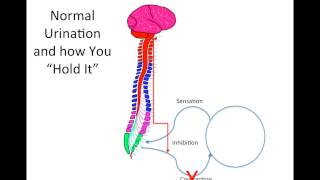 The Central Nervous System The Brain and Spinal Cord [upl. by Satsok701]