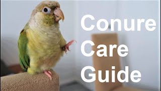 Conure Care Guide  Everything You Need To Know  BirdNerdSophie [upl. by Daria]