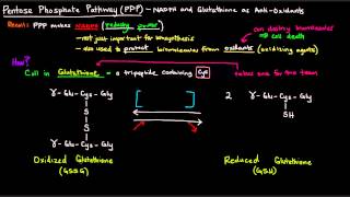 Pentose Phosphate Pathway Part 4 of 5  NADPH and Glutathione as AntiOxidants [upl. by Norat305]