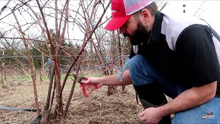 When to Prune Blackberry Bushes [upl. by Dyane]