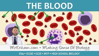 Blood  GCSE Biology 91 [upl. by Salot]