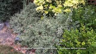 Euonymus fortunei Emerald Gaeity  Variegated Winter Creeper [upl. by Kina]