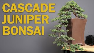 Cascade Bonsai  Juniper Refinement amp Creating Depth [upl. by Randee]