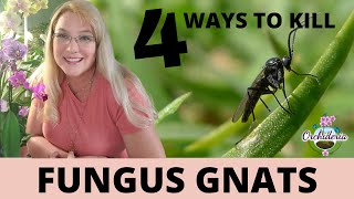 Burn Baby Burn Fungus Gnats on Orchids 4 Methods that Worked [upl. by Hephzipa]