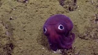 Googlyeyed Stubby Squid  Nautilus Live [upl. by Nnyltiak]