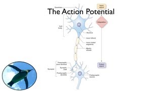 The Action Potential [upl. by Osbert644]