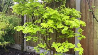 Japanese Acer Aureum  Golden Full Moon Maple  Most beautiful foliage colour in springtime [upl. by See292]