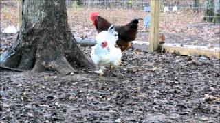 Rooster dancing for hen [upl. by Hulbard43]