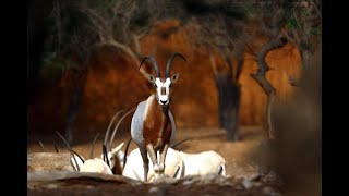 The ScimitarHorned Oryx Dama Gazelle amp Addax Made a Comeback  Exotic Wildlife Association [upl. by Zink]