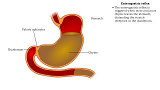 Stomach peristalsis amp Enterogastric reflex [upl. by Cyrus]