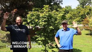 Acer japonicum Taki no gawa in our New Maple Display Garden  JAPANESE MAPLES EPISODE 199 [upl. by Anyale]