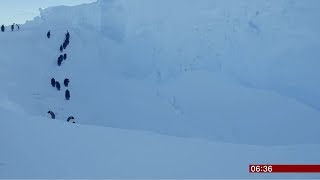 Film crew helps penguins Antarctica  BBC News  19th November 2018 [upl. by Ambrosi86]