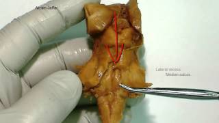 Pons external anatomy [upl. by Duahsar]