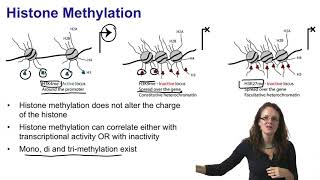 2 Histone acetylation and histone methylation [upl. by Llezo]