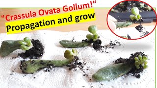 Step 2 Easy Propagation and grow quotCrassula Ovata Gollumquot [upl. by Nnauol]