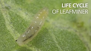 Life cycle of leaf miners [upl. by Euqitsym]