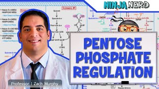 Metabolism  Regulation of Pentose Phosphate Pathway [upl. by Benenson]