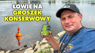 CZY ZIELONY GROSZEK KONSERWOWY ŁOWI RYBY [upl. by Eiddet]