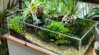 Super Low Tech Shallow 5 gallon Aquascape  NO FILTER [upl. by Malvie]