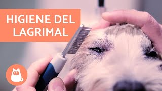 ¿Cómo limpiar el lagrimal de un perro  HIGIENE Y QUITAR MANCHAS [upl. by Jeminah]