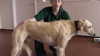 Animal health and husbandry dog health check [upl. by Goulder]