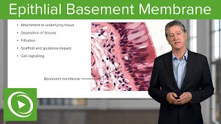 Epithlial Basement Membrane – Histology  Lecturio [upl. by Annawyt]