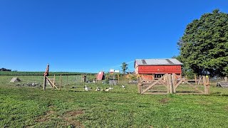 Homestead Barn Openings  Whitt Acres [upl. by Nilerual]