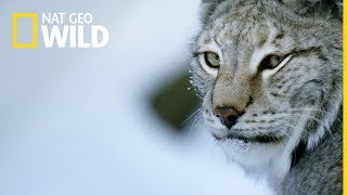 Dzika Rosja  oglądaj na Nat Geo Wild [upl. by Amrak]