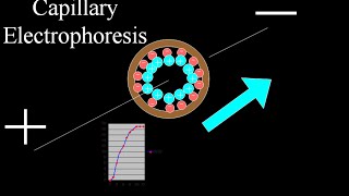 Capillary electrophoresis [upl. by Ellertnom]