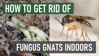 How To Stop Fungus Gnats From Breeding amp Spreading Indoors 4 Easy Steps [upl. by Anele548]