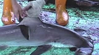 Over 73 Million Sharks Killed Every Year for Fins [upl. by Norha]