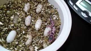 Leopard Gecko Eggs and Hatchlings [upl. by Ahsila]