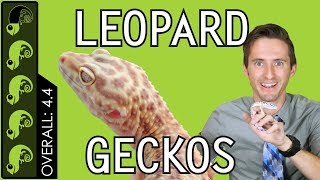 Leopard Gecko The Best Pet Reptile [upl. by Atinrahs500]