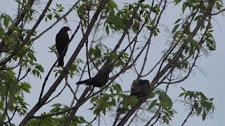 Brownheaded Cowbird Call  Bird Sound  A Bird Sitting In A Tree [upl. by Anahsahs]