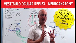 Vestibulo Ocular Reflex  Neuroanatomy [upl. by Marriott]