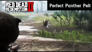 Where To Find A Panther  Red Dead Redemption 2 Perfect Pelt Location Guide RDR2 [upl. by Hashim]