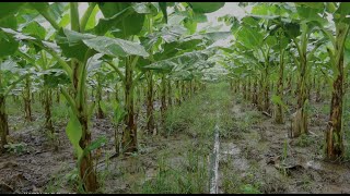 banana plantation techniques  banana field overview [upl. by Isied439]