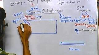 Immunoelectrophoresis [upl. by Lenwood]