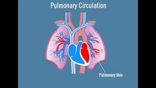 Pulmonary Circulation [upl. by Llenrad]