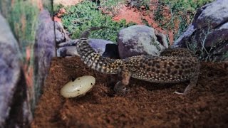 10 Signs A Gecko Will Lay An Egg [upl. by Ennaylime664]