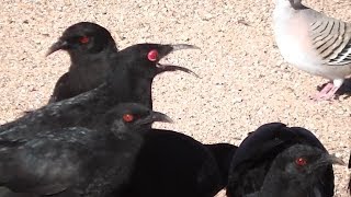 Chuffed about Choughs ◔‿◔ [upl. by Durno]