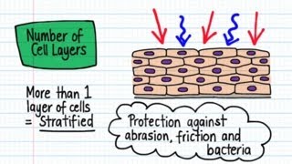 Classification of Epithelia  Drawn amp Defined [upl. by Atinram]