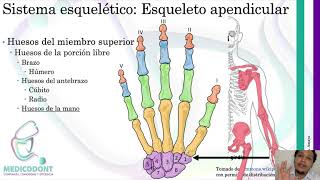 Anatomía del Sistema óseo  Generalidades [upl. by Darnall]