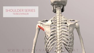 Teres Minor Shoulder Series Part 5 3D Animation [upl. by Eelyac]