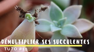 Comment bouturer ses plantes grasses  TRÈS FACILE  TUTO 15 [upl. by Ynnaj]