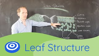 Leaf Structure  GCSE science Biology 91 [upl. by Lani]