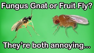 Which is it Fungus Gnat or Fruit Fly [upl. by Annayak]